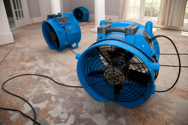 Best Mold removal after water damage  in Huntington, TX